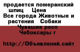 продается померанский шпиц  › Цена ­ 35 000 - Все города Животные и растения » Собаки   . Чувашия респ.,Чебоксары г.